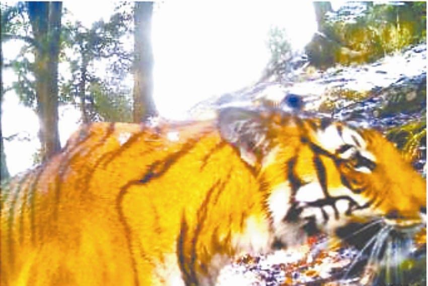 tiger found on 14 thousands feet, highest living in himalaya.