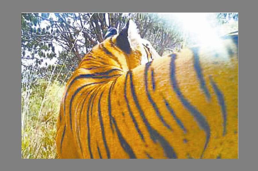 tiger found on 14 thousands feet, highest living in himalaya.