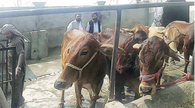 uttarakhand badri cow in NBAGR list