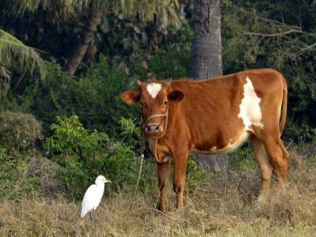 uttarakhand badri cow in NBAGR list