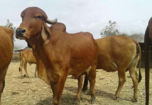 uttarakhand badri cow in NBAGR list