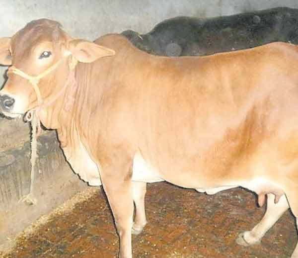 uttarakhand badri cow in NBAGR list