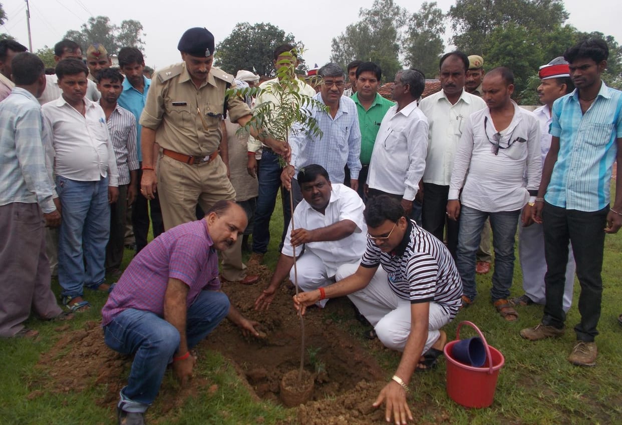 51 thousand 637 saplings planted in panchayats