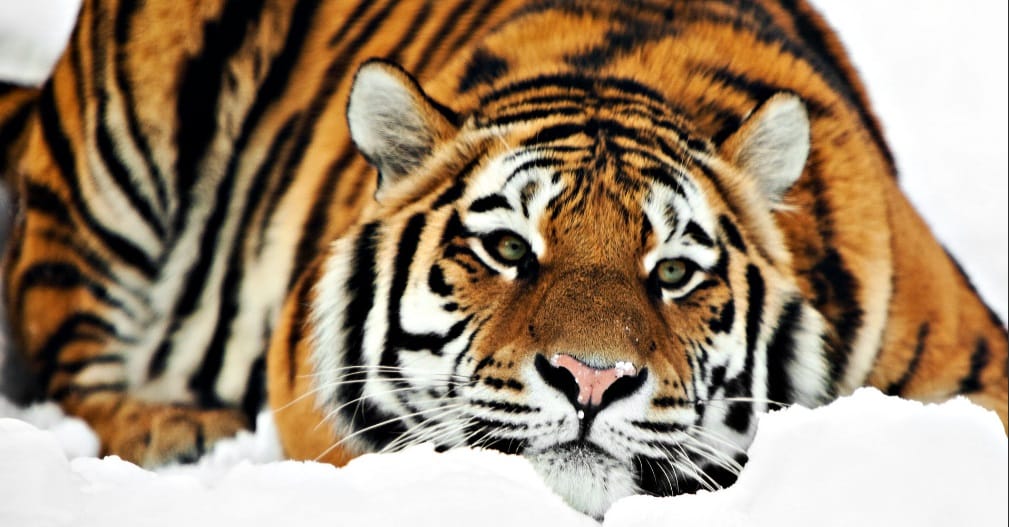 Tiger population up by 6 per cent