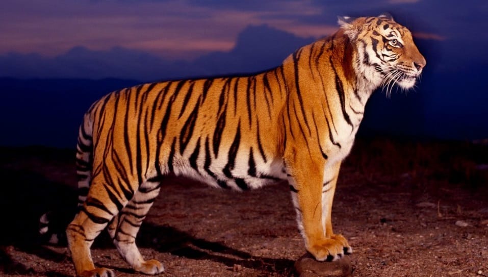 World Tiger Day: Only 1700 Tiger are alive in India