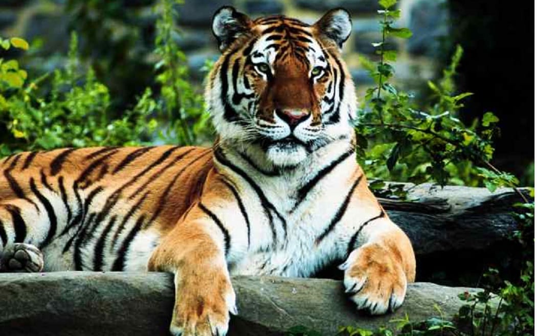 Tiger's roar will be heard in Mukunda Hills by December