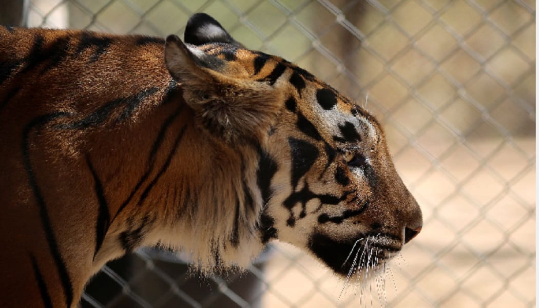 The leopard entered the residential area