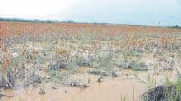Yamuna in spate, inundating dozens acre crop, karnal yamuna, water, karnal