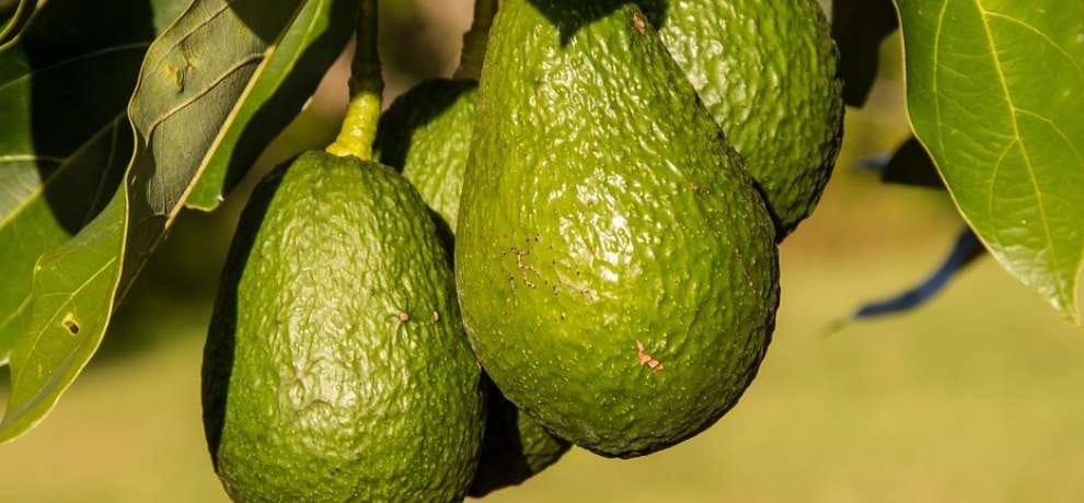 Mexico Avocado Fruit and Asafoetida farming in Himachal Pradesh