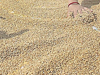 Ration of four months was found in rural areas