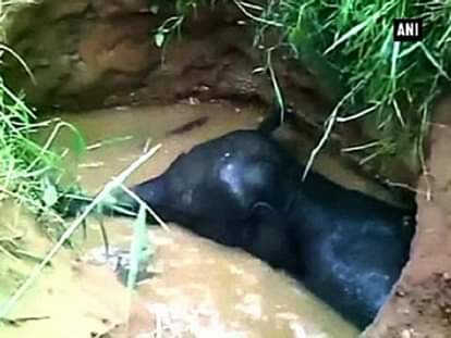 Elephant calf rescued after falling into well