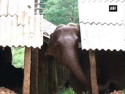Watch: Elephant mourns death of six-month-old calf