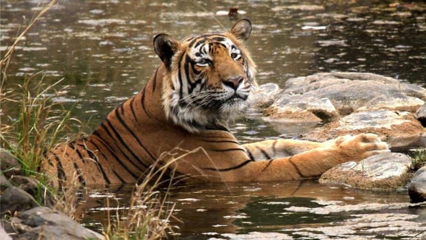 india's tiger population to double by 2022: Dave