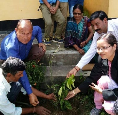 Plantation in Kausani garur 
