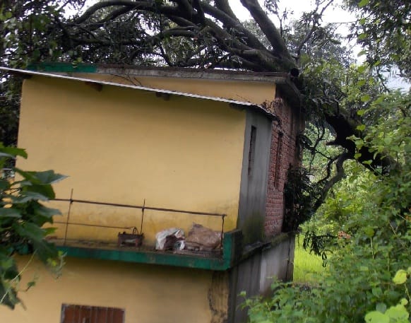 The tree fell on the roof