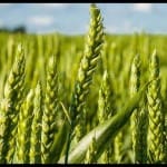 wheat
