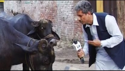 Pakistani TV Reporter Interviews Buffaloes For His News Report! 