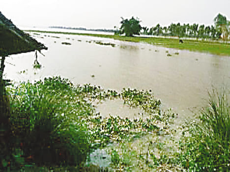 River water entered the fields, crops submerged