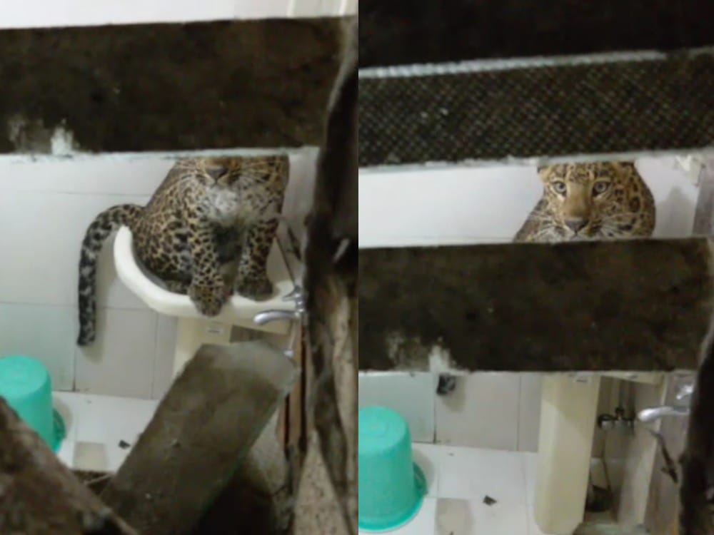 leopard enter honeymoon couple room