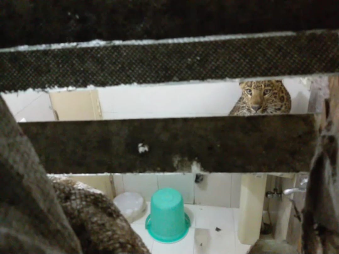 leopard enter honeymoon couple room