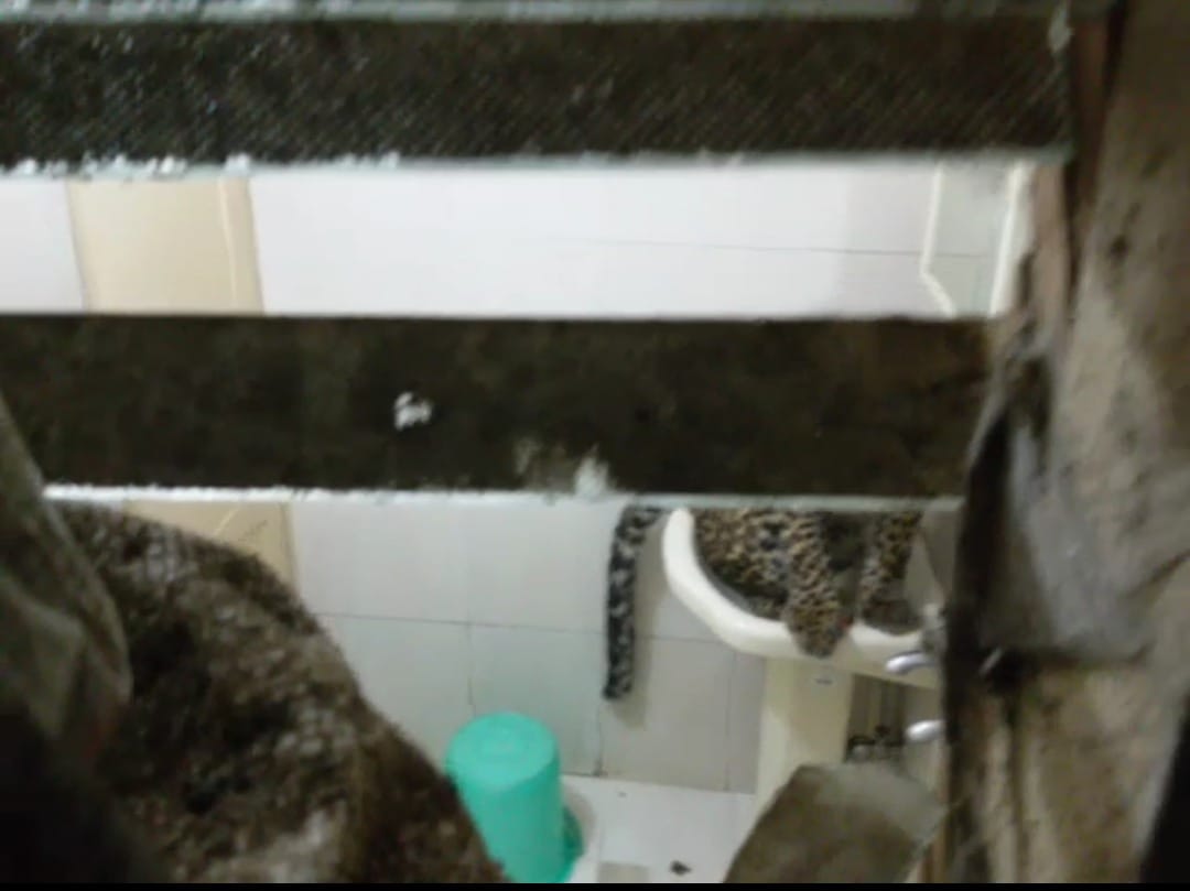 leopard enter honeymoon couple room