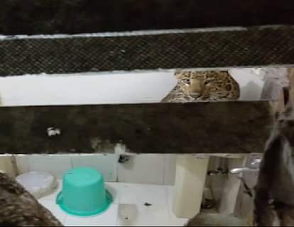 A stray Leopard entered In hotel room at Nainital