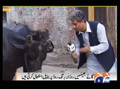 Pakistani TV Reporter Interviews Buffaloes For His News Report! 