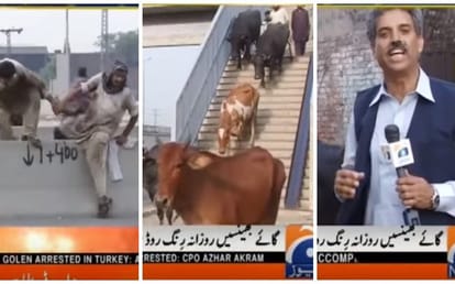 Pakistani TV Reporter Interviews Buffaloes For His News Report! 