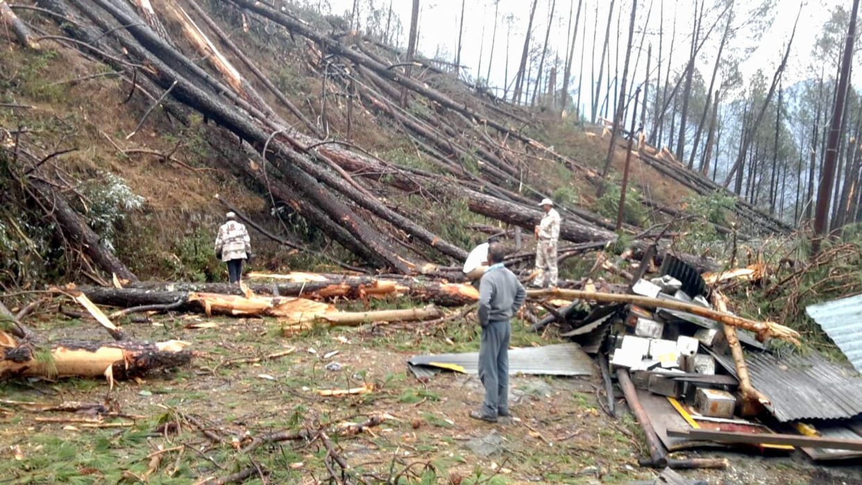 Millions of decaying wood in forests