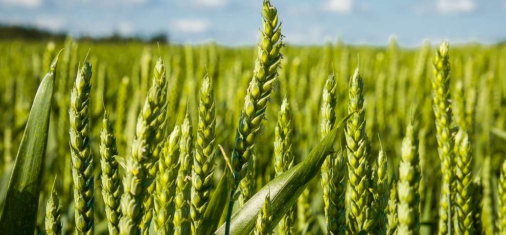 Temperature rise in wheat, barley and pulses crop threat