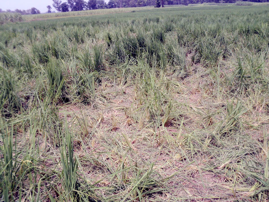 Wild Elephants Rundi Acres of crop