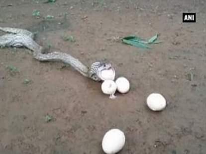 Watch: Cobra throws up 6 eggs after swallowing 7 