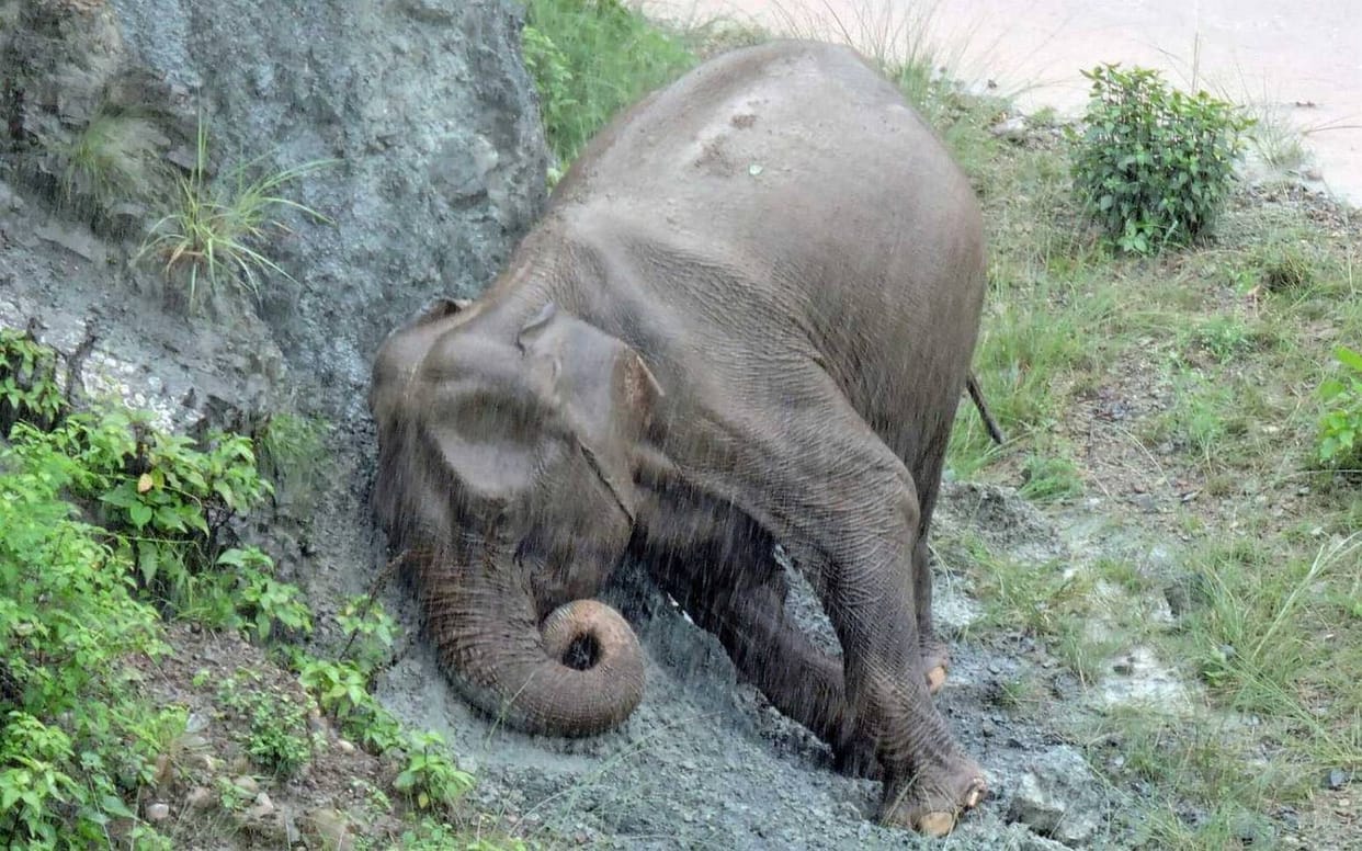 Bnkti elephant found dead in range