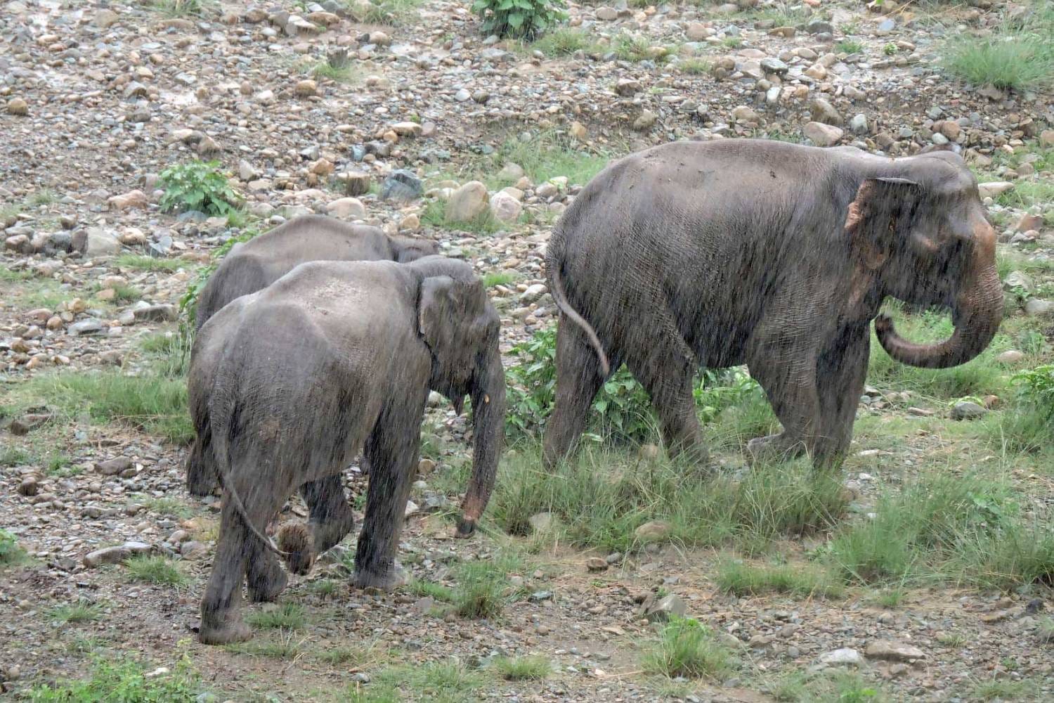 elephant blocked road in kotdwar
