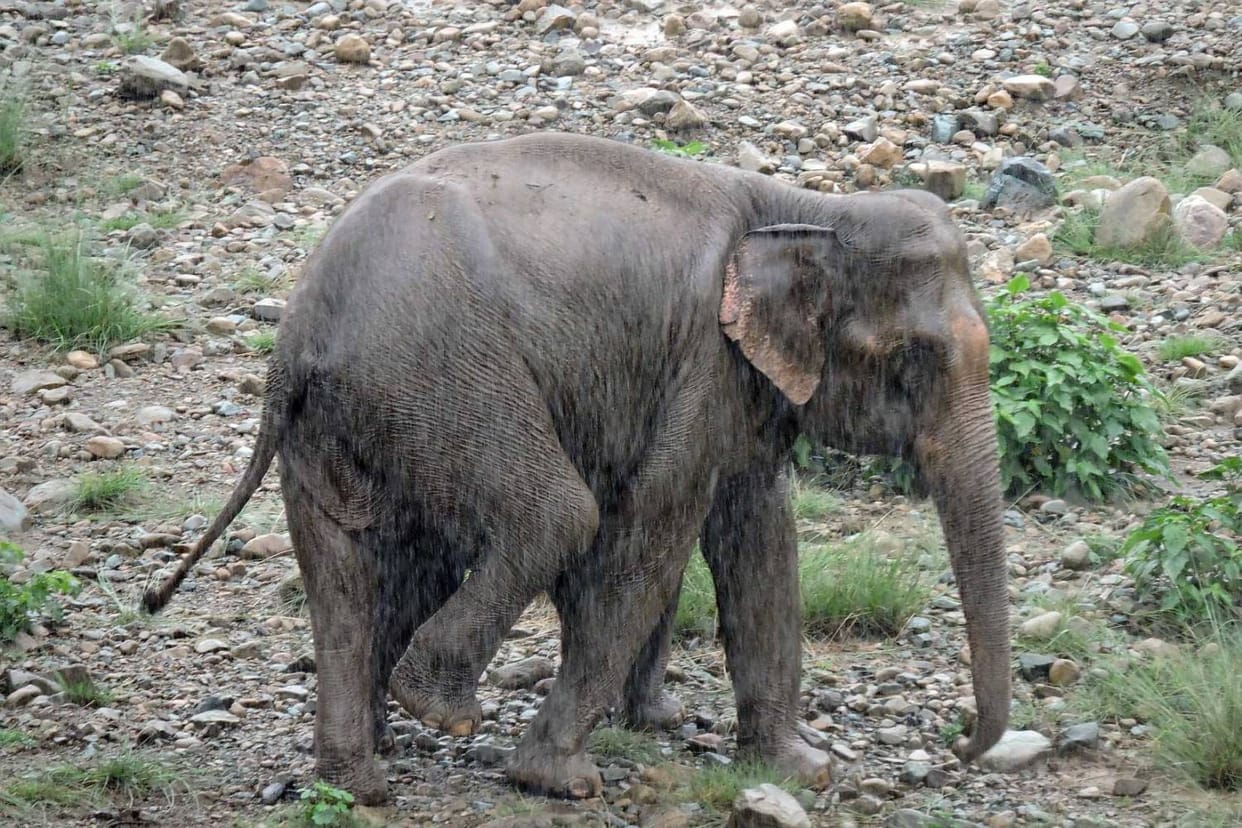 For the first time in the country, cataract surgery of elephant