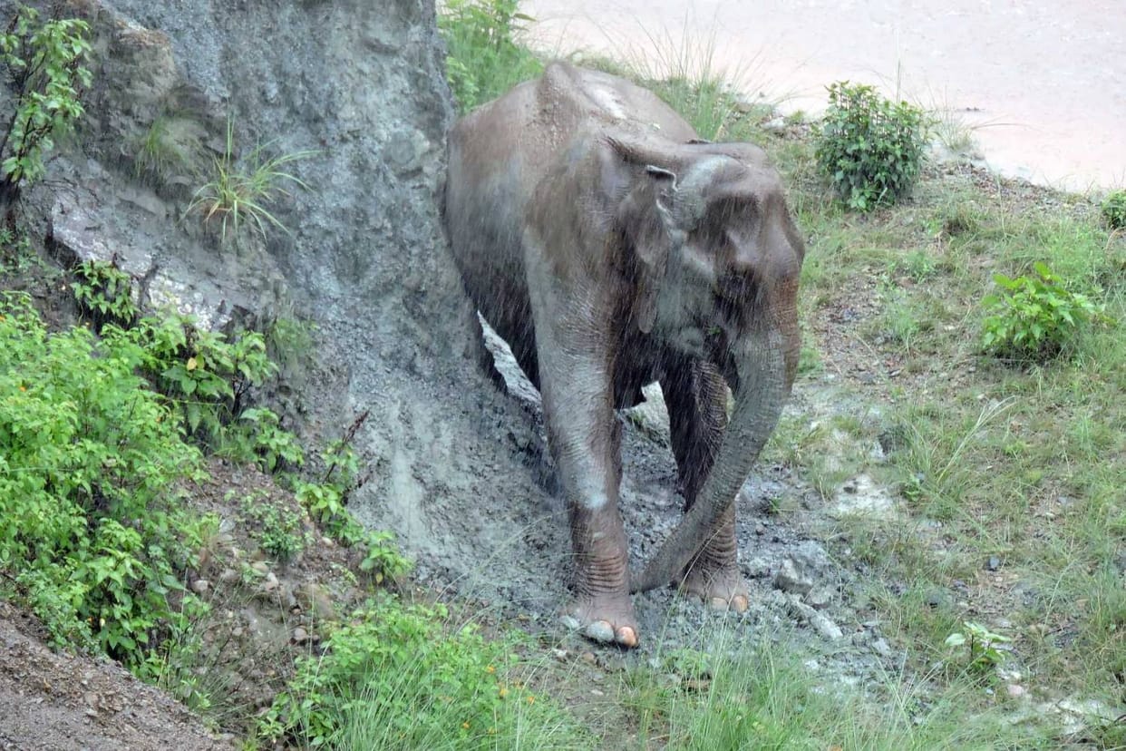 An elephant tramples a man in bahraich.