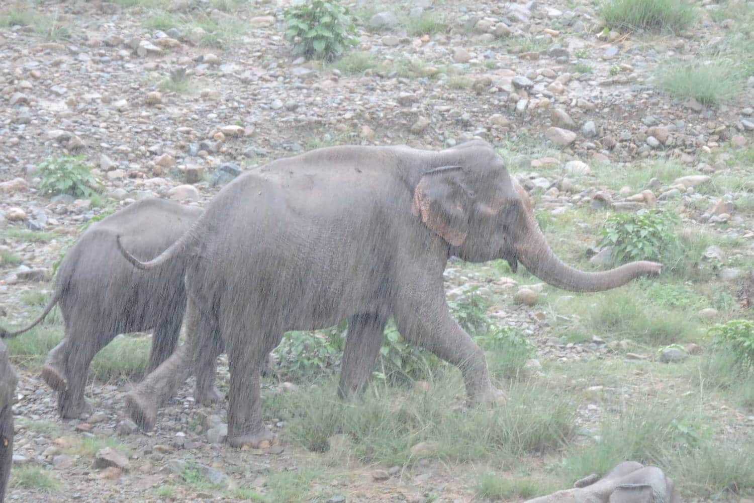 elephant physique going smaller.