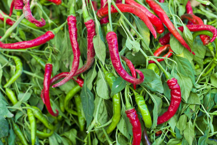 benefits of red chilies
