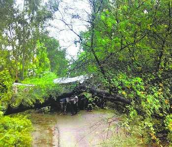 Tree fell from the rain, the death of the young man buried