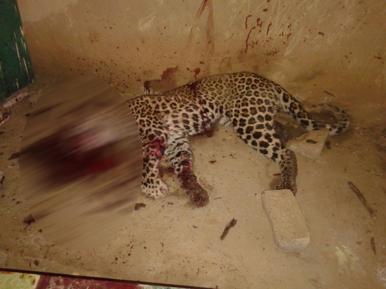 woman fight to leopard to save her child.