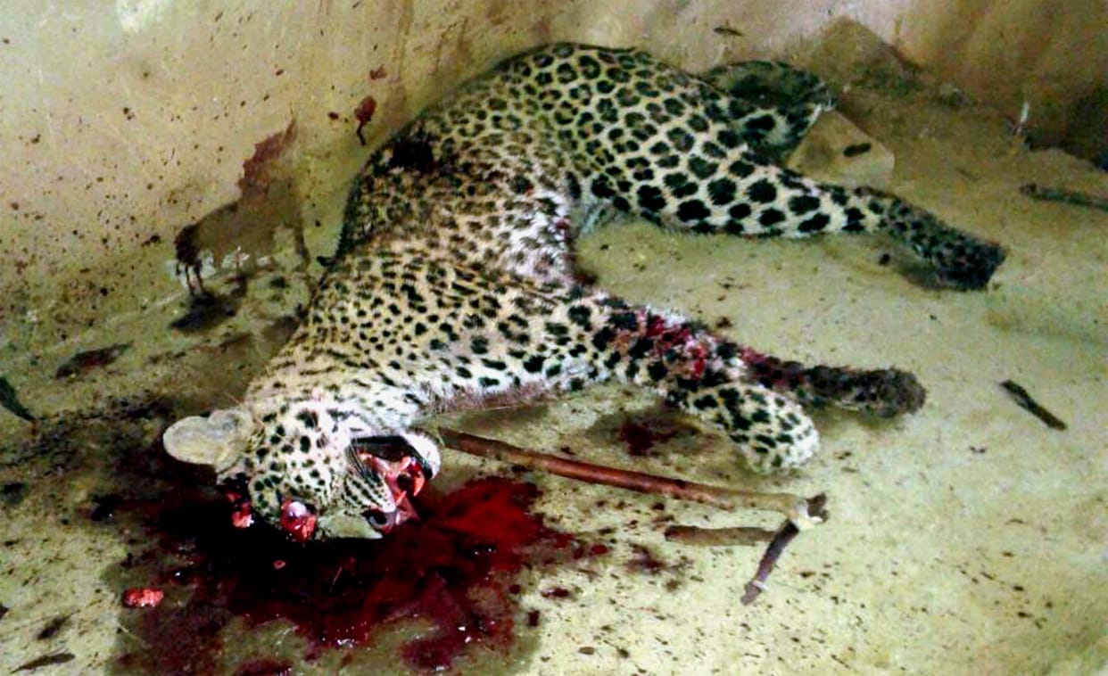 cub of leopard crushed by four wheeler vehicle