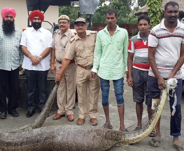 One team caught 15 feet tall dragon