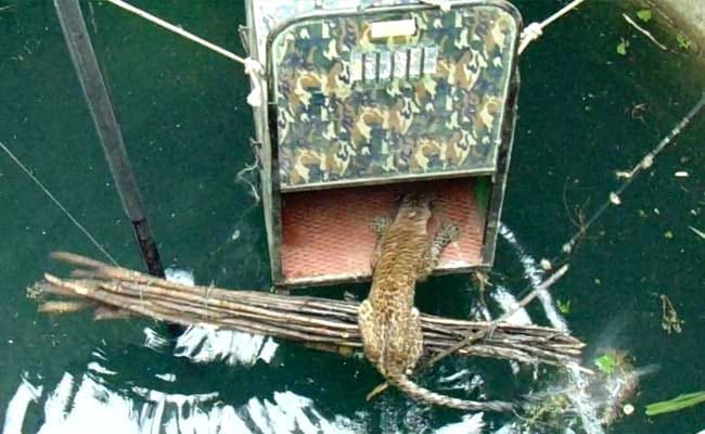 Drowning Leopard Rescued From A 60 foot Well By villagers