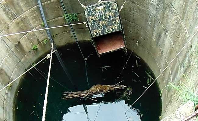 Drowning Leopard Rescued From A 60 foot Well By villagers