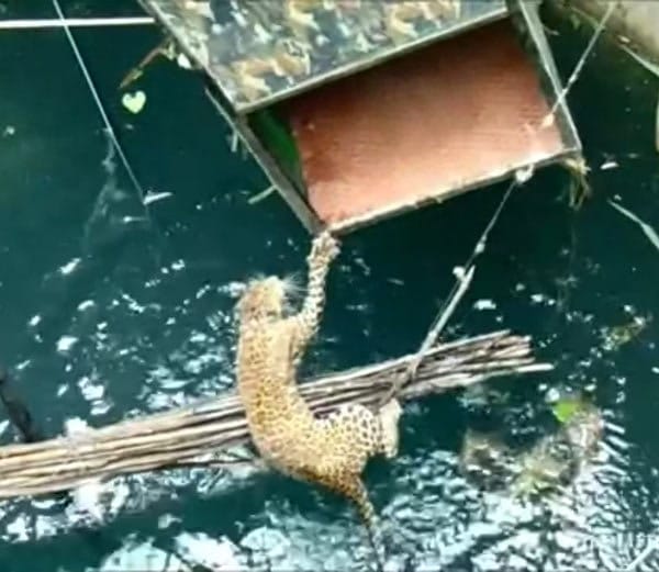Drowning Leopard Rescued From A 60 foot Well By villagers