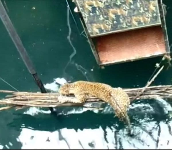 Drowning Leopard Rescued From A 60 foot Well By villagers