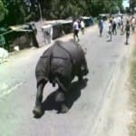 काजीरंगा