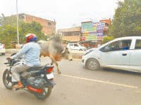 bull, bariear on ntraific, jind