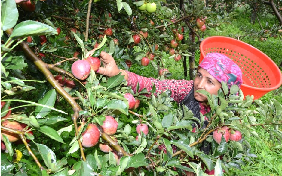 Apple Gardens at Shimla, live photos.