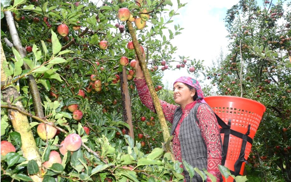 Apple Gardens at Shimla, live photos.